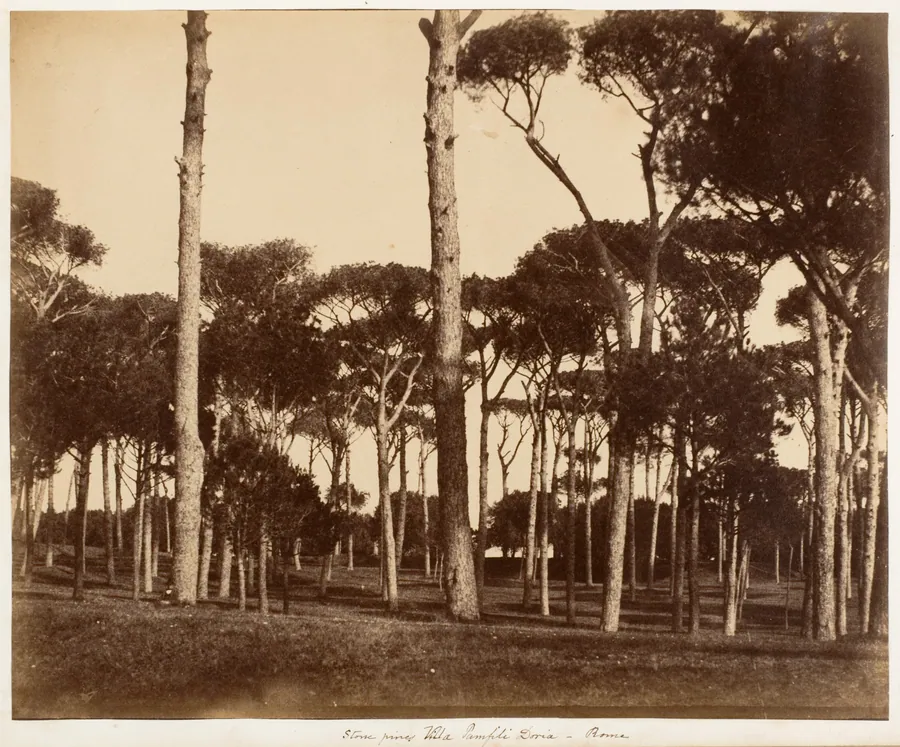 Stone Pines, Villa Pamfili Doria, Rome by Jane Martha St. John