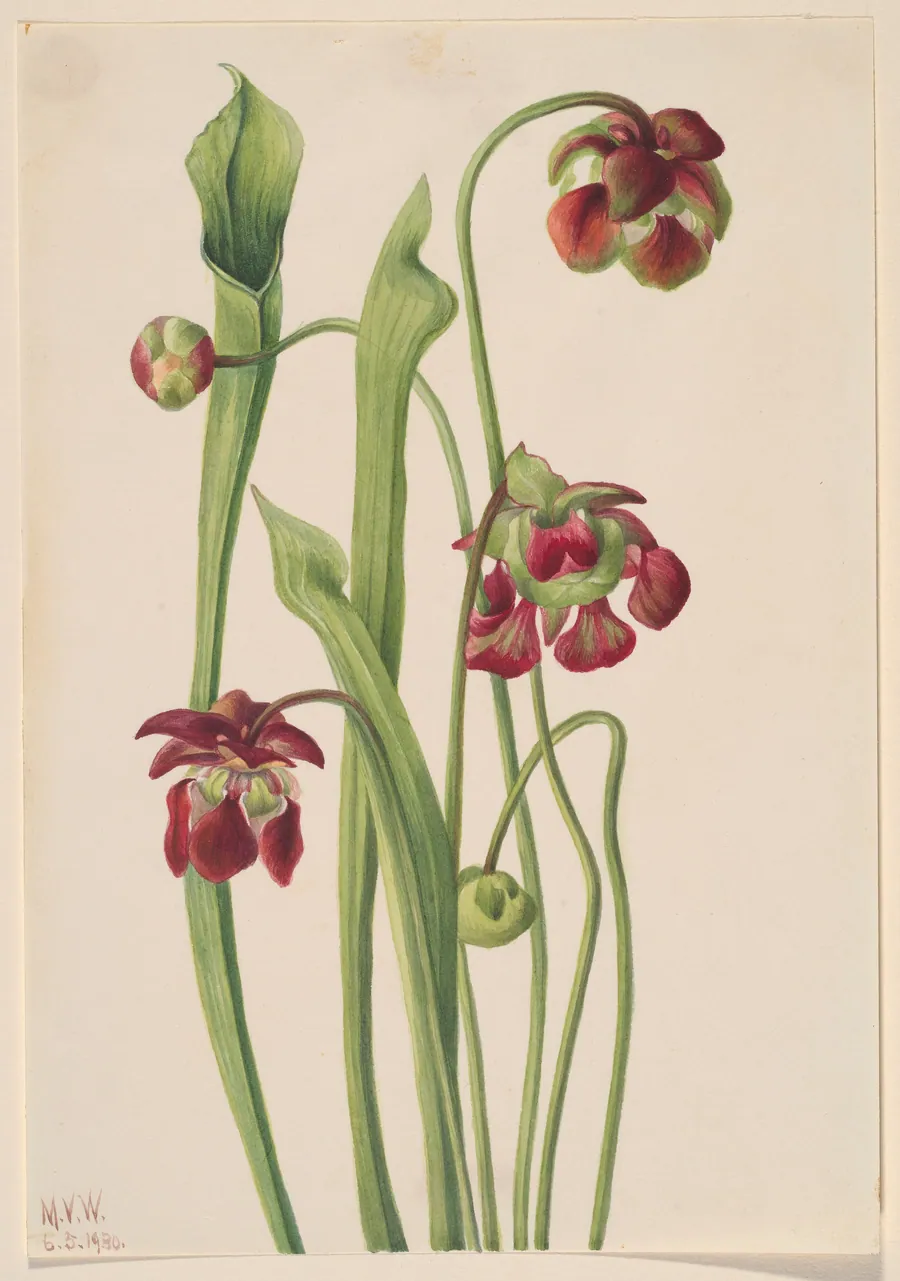 Hybrid Pitcherplant by Mary Vaux Walcott, born Philadelphia, PA 1860-died St. Andrews, New Brunswick, Canada 1940