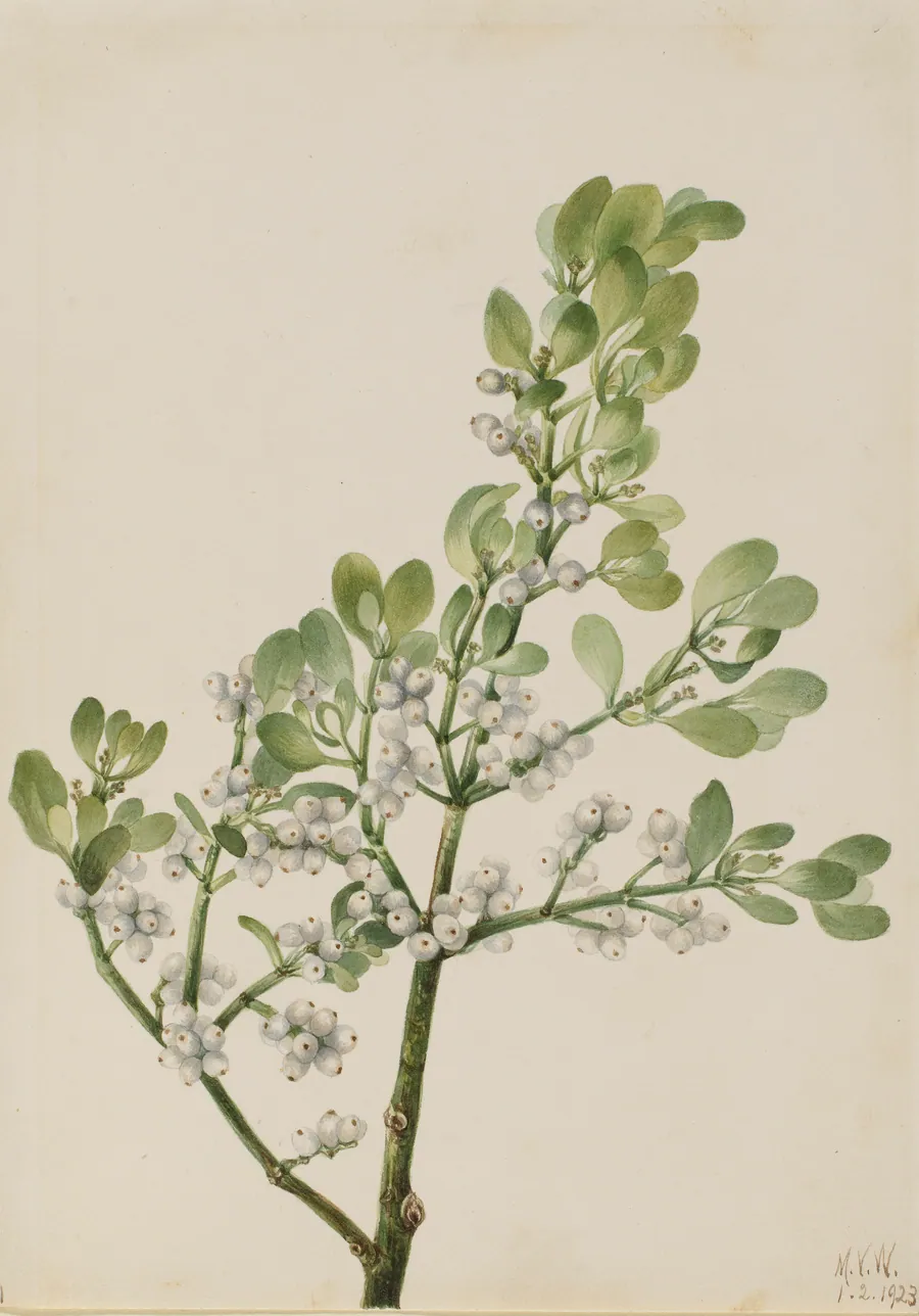 American Mistletoe (Phoradendron flavescens) by Mary Vaux Walcott, born Philadelphia, PA 1860-died St. Andrews, New Brunswick, Canada 1940