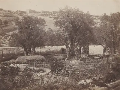 Olive Trees at Gethsemane, Jerusalem