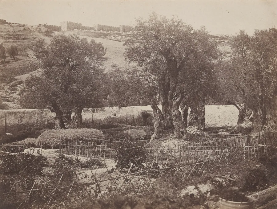 Olive Trees at Gethsemane, Jerusalem by James Robertson
