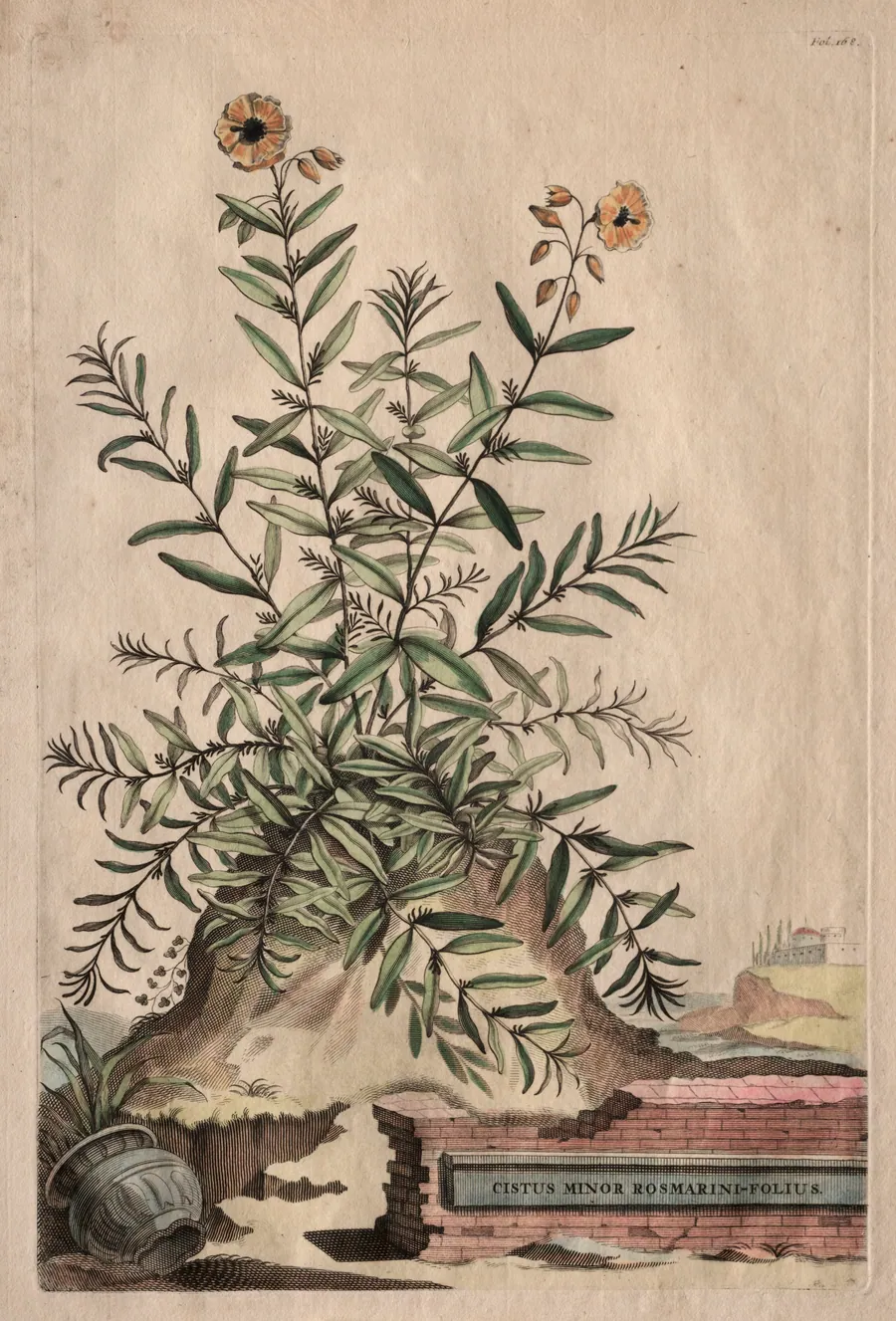 Phytographia Curiosa:  Cistus Minor Rosmarini-Folius by Abraham Munting