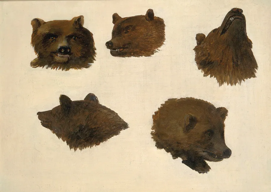 Portraits of Two Grizzly Bears, From Life by George Catlin, born Wilkes-Barre, PA 1796-died Jersey City, NJ 1872