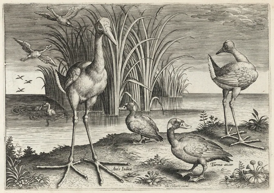 Two Giant Snipes and Two Surf Scoters by Adriaen Collaert