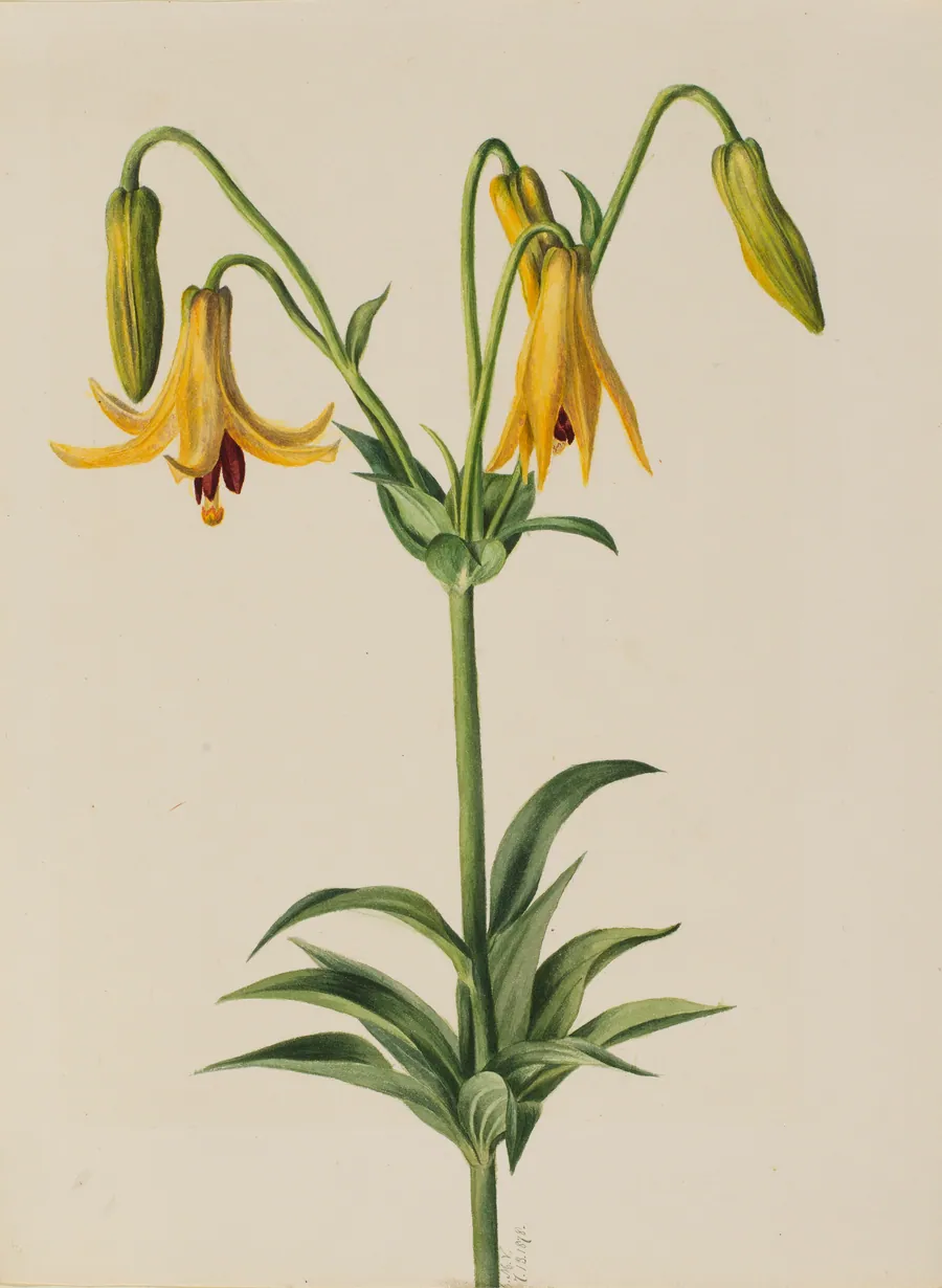 Canada Lily (Lilium canadense) by Mary Vaux Walcott, born Philadelphia, PA 1860-died St. Andrews, New Brunswick, Canada 1940