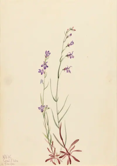 Brook Lobelia (Lobelia kalmii)