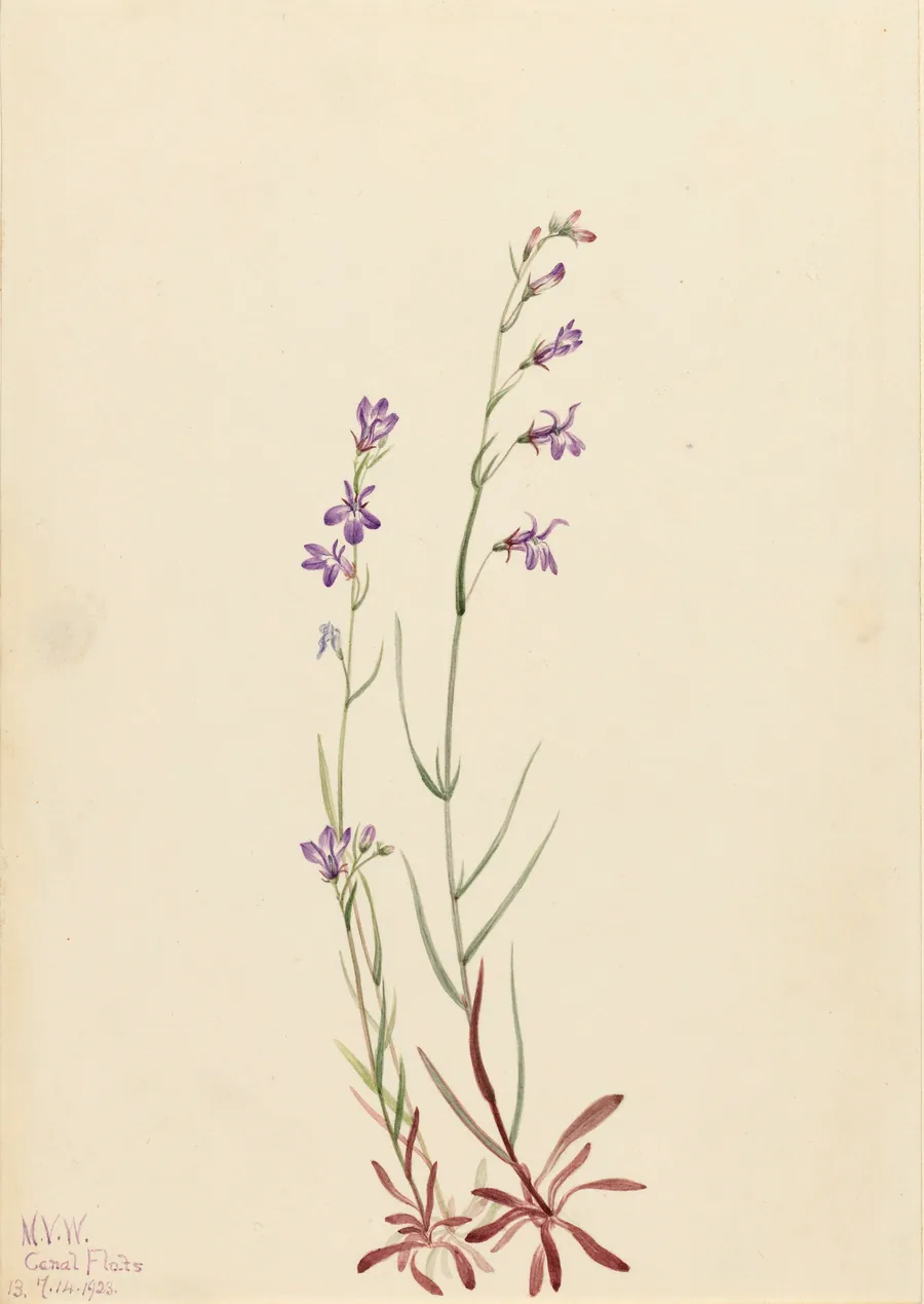 Brook Lobelia (Lobelia kalmii) by Mary Vaux Walcott, born Philadelphia, PA 1860-died St. Andrews, New Brunswick, Canada 1940
