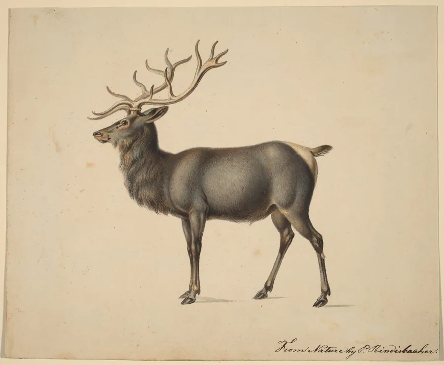 European Elk by Peter Rindisbacher