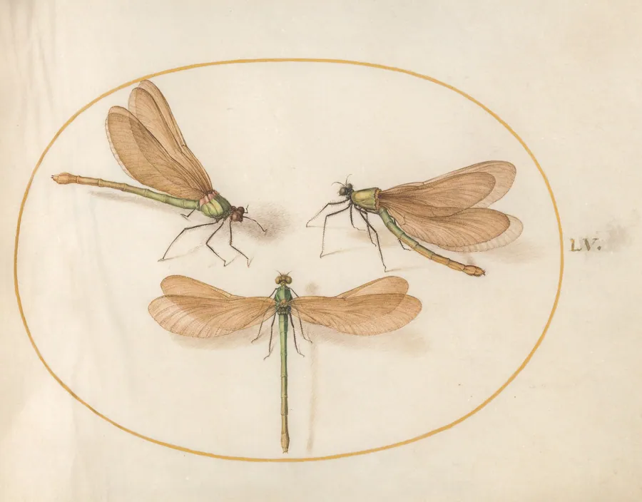 Plate 55: Three Green Damselflies with Brown Wings (Beautiful Desmoiselles?) by Joris Hoefnagel