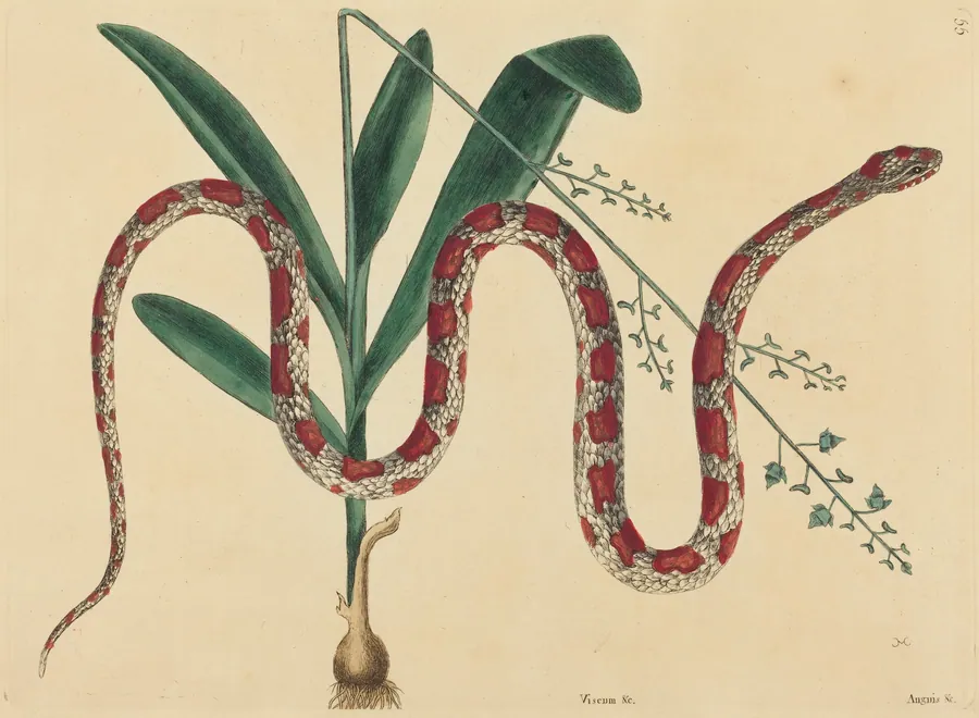 The Corn Snake (Coluber fulvius?) by Mark Catesby