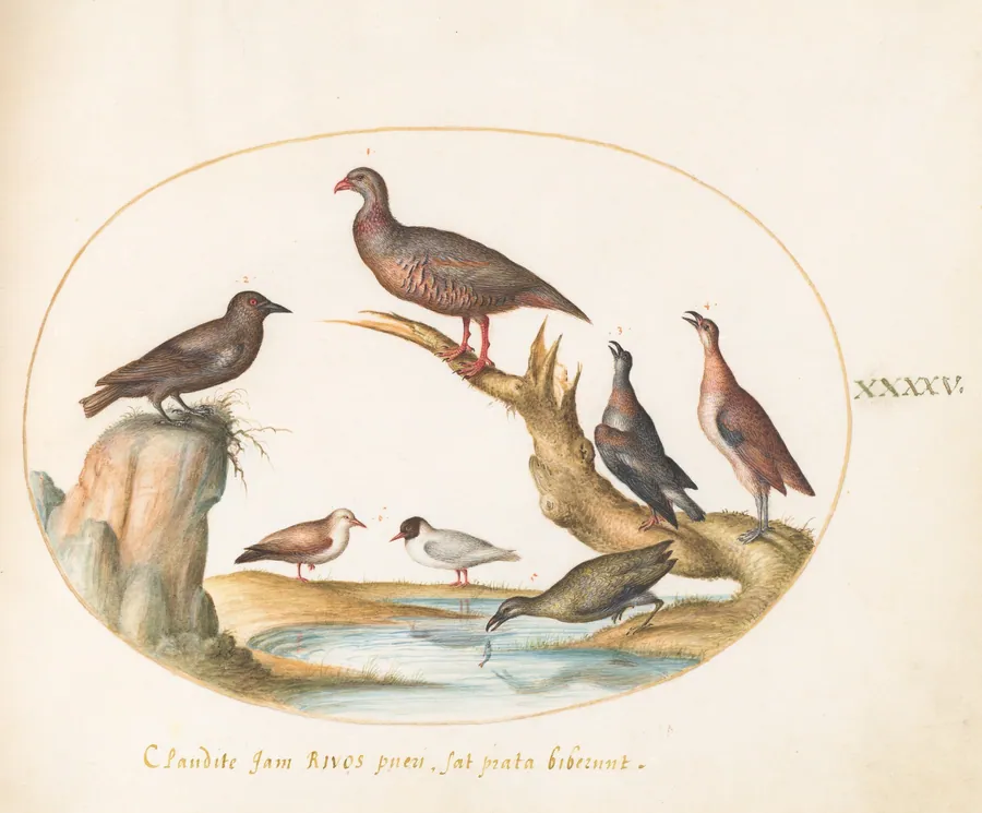 Plate 45: Spotted Nutcracker and Shore Birds by Joris Hoefnagel