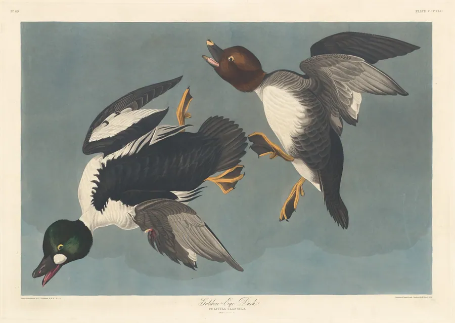 Golden-eye Duck by Robert Havell, Jr.