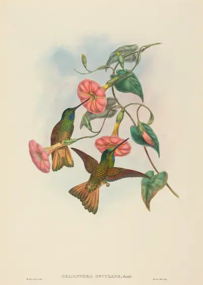 Helianthea osculans (Buff-tailed Star-Frontlet)
