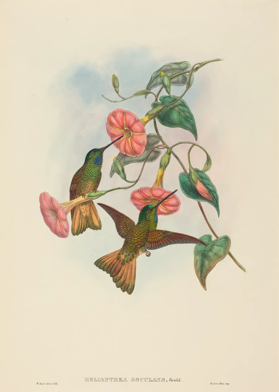 Helianthea osculans (Buff-tailed Star-Frontlet) by W. Hart