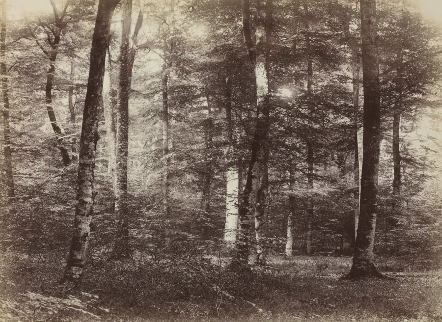 Untitled (The Forest of Fontainebleau) by Constant Alexandre Famin