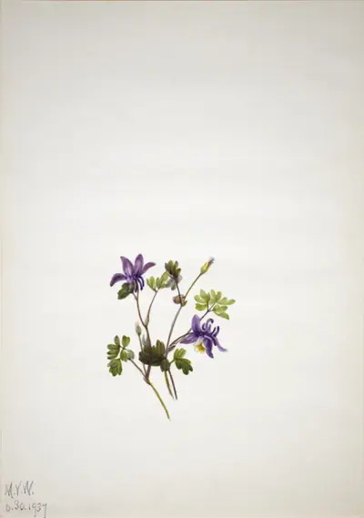 Blue Columbine (Aquilegia saximontana)