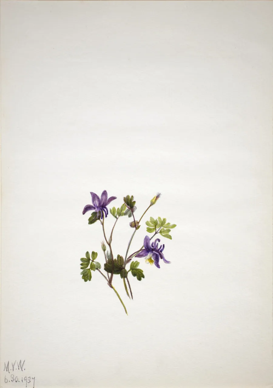Blue Columbine (Aquilegia saximontana) by Mary Vaux Walcott, born Philadelphia, PA 1860-died St. Andrews, New Brunswick, Canada 1940
