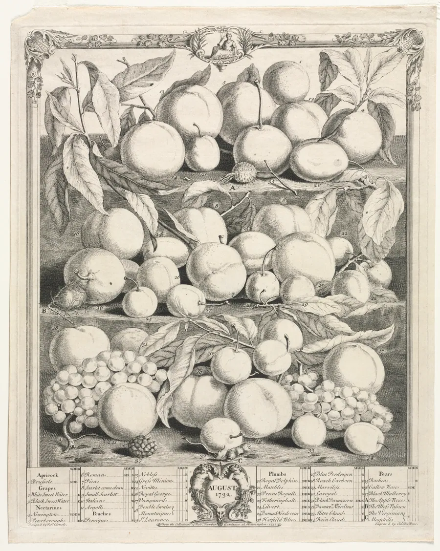 Twelve Months of Fruit:  August by Henry Fletcher
