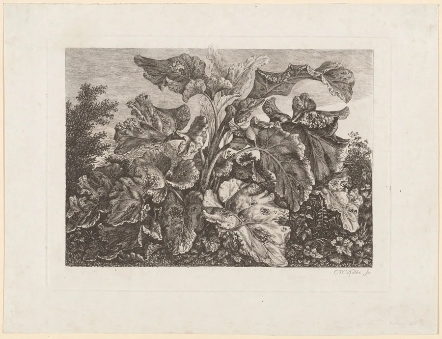 Plant Study with Burdock by Carl Wilhelm Kolbe