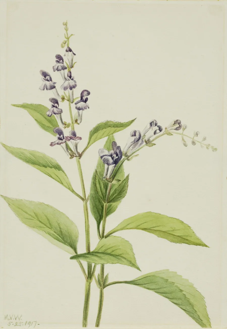 Wood Skullcap (Scutellaria serrata) by Mary Vaux Walcott, born Philadelphia, PA 1860-died St. Andrews, New Brunswick, Canada 1940