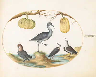 Plate 44: Godwit(?) and Sandpipers with Two Gourds