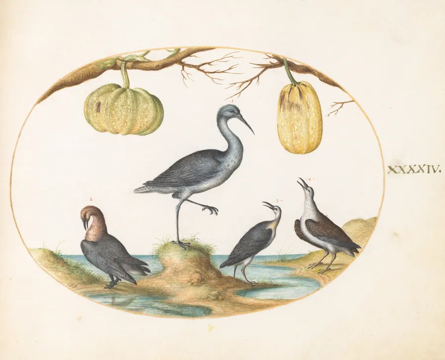 Plate 44: Godwit(?) and Sandpipers with Two Gourds by Joris Hoefnagel