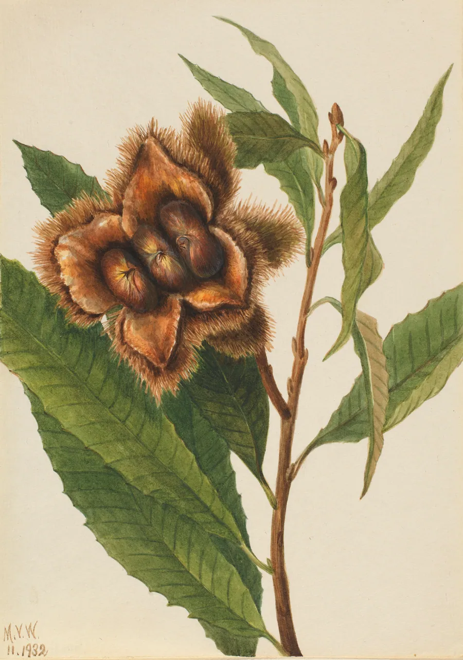 American Chestnut (Castanea dentata) by Mary Vaux Walcott, born Philadelphia, PA 1860-died St. Andrews, New Brunswick, Canada 1940