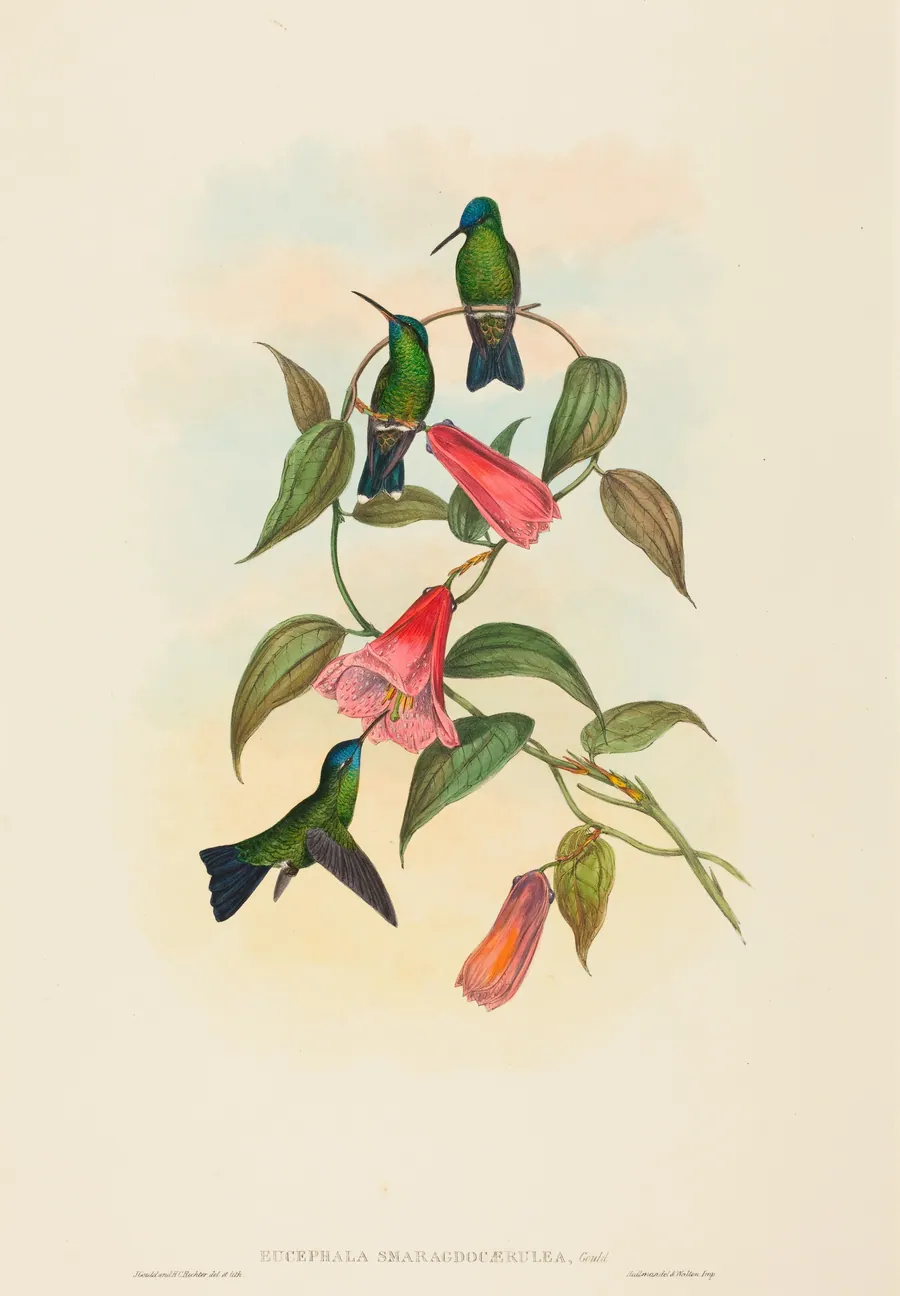 Eucephala smaragdocaerulea (Gould's Wood Nymph) by John Gould
