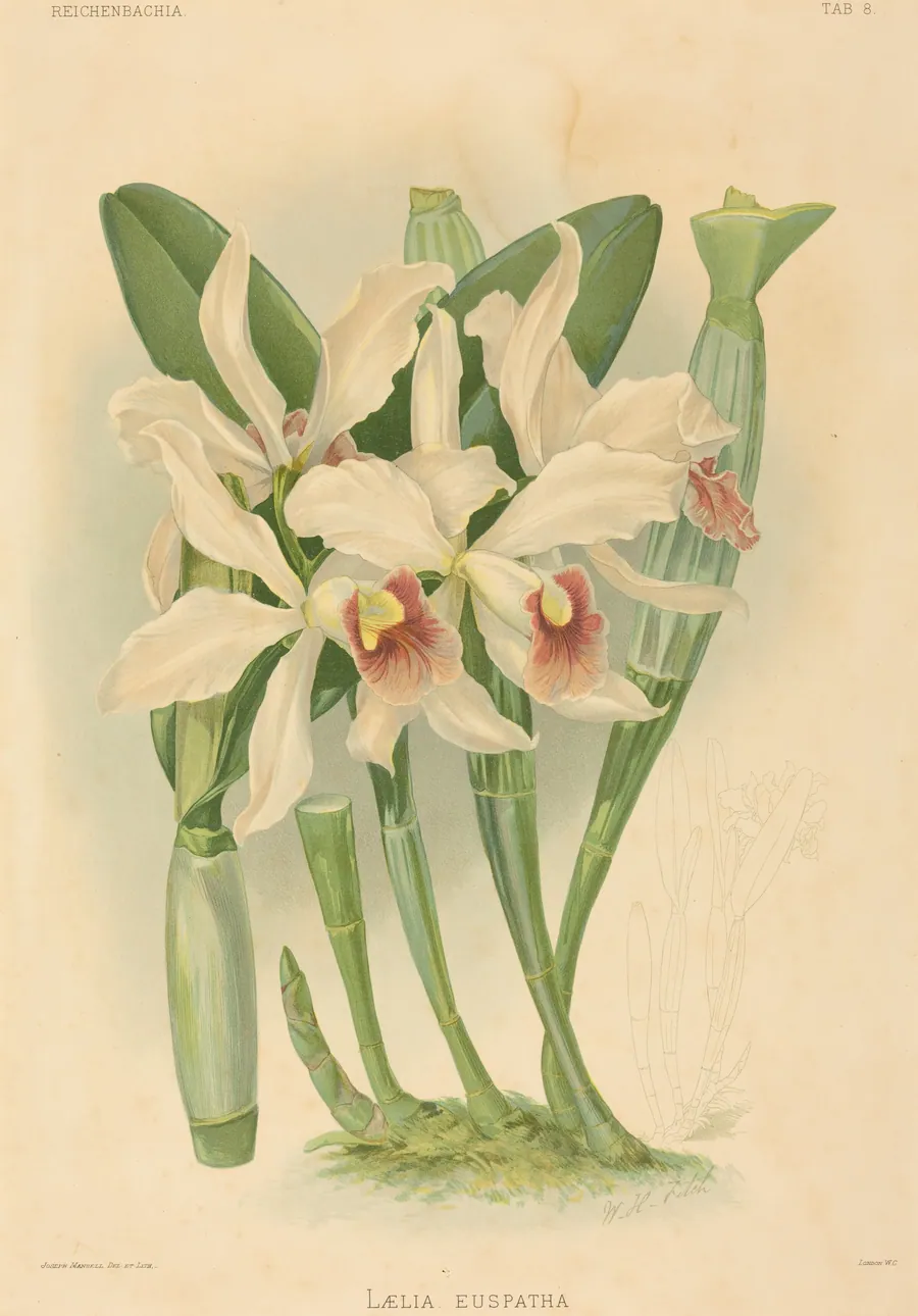 Laelia Euspatha by Joseph Mansell