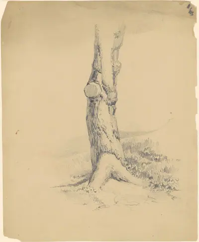 Old Tree Trunk