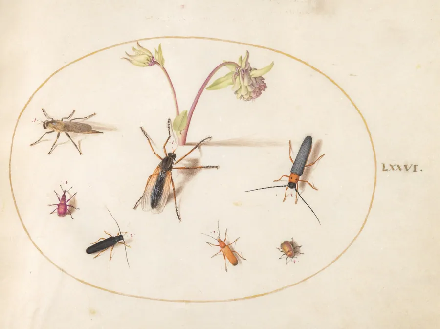 Plate 76: Insects with a Pink and Cream Columbine by Joris Hoefnagel