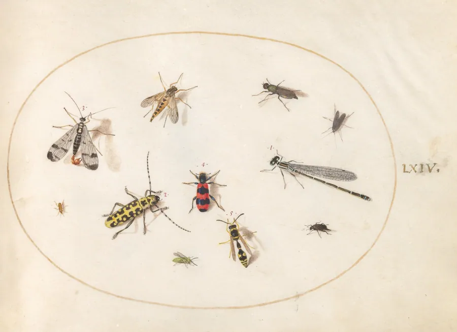 Plate 64: Eleven Insects, Including a Dragonfly and Longhorn Beetle by Joris Hoefnagel