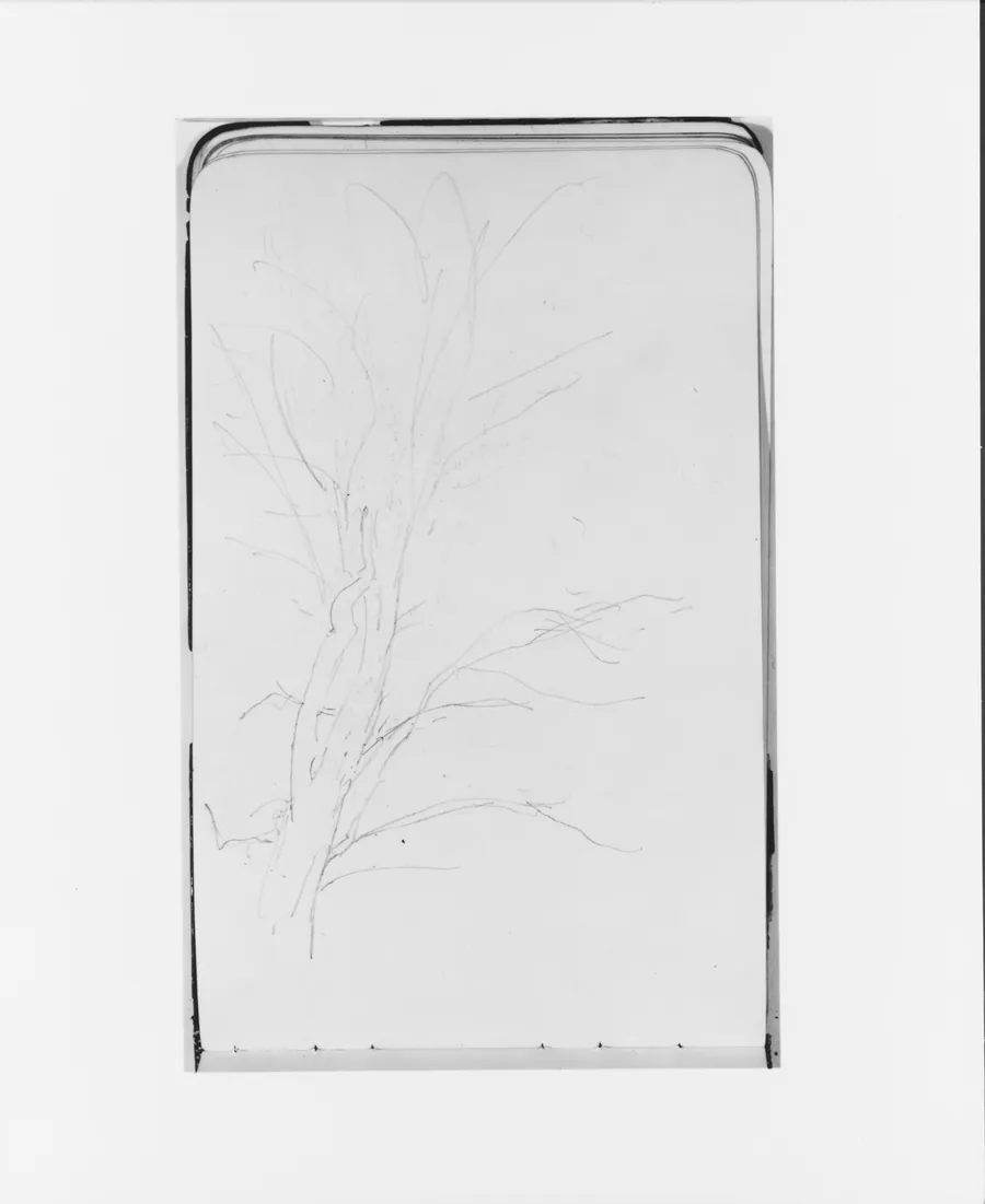 Tree (from Sketchbook) by Albert Bierstadt