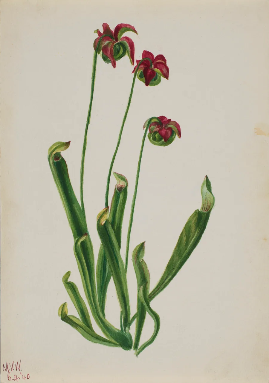 (Untitled--Flower Study) by Mary Vaux Walcott, born Philadelphia, PA 1860-died St. Andrews, New Brunswick, Canada 1940