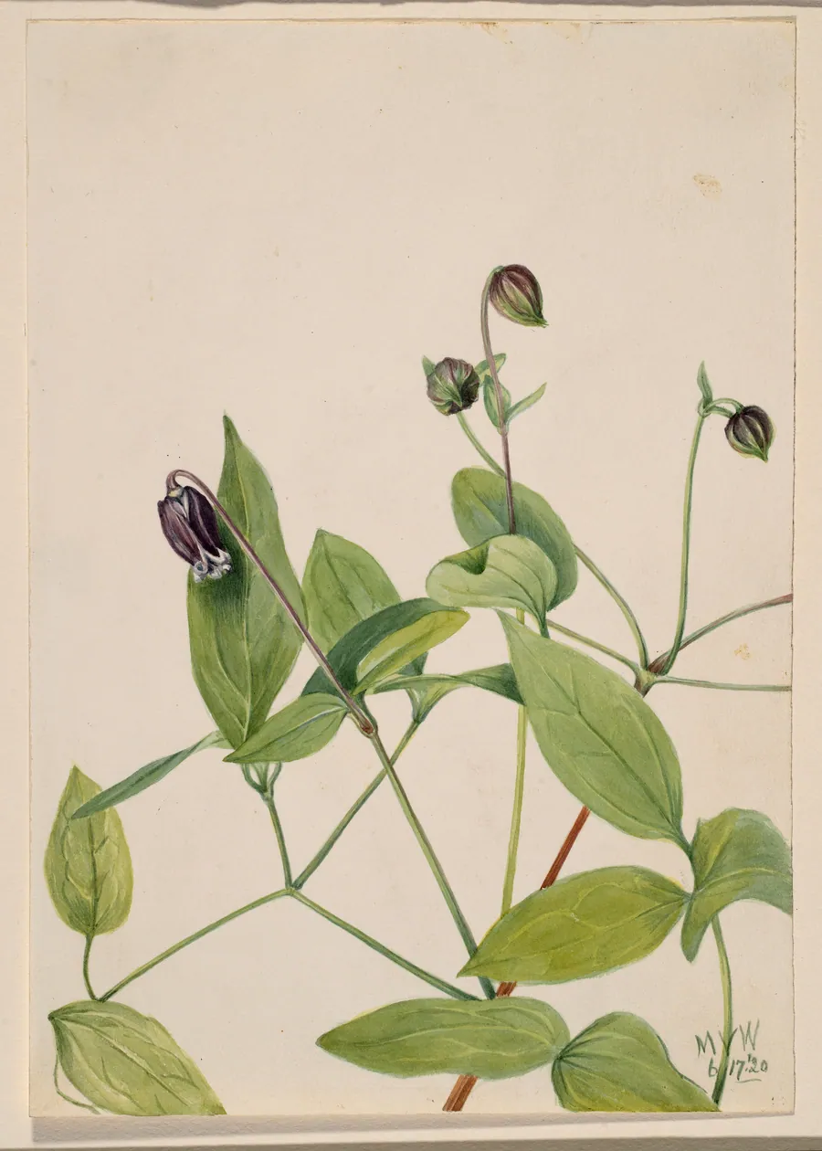 Leather Flower (Clematis viorna) by Mary Vaux Walcott, born Philadelphia, PA 1860-died St. Andrews, New Brunswick, Canada 1940