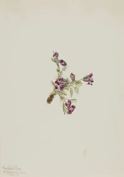 Alpine Pointvetch (Oxytropis podocarpa)