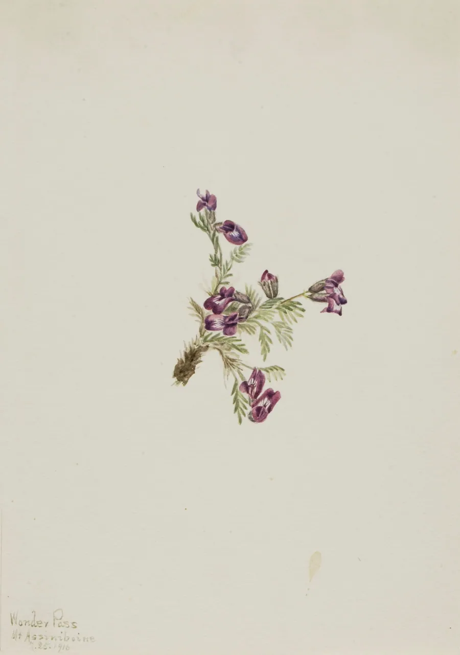 Alpine Pointvetch (Oxytropis podocarpa) by Mary Vaux Walcott, born Philadelphia, PA 1860-died St. Andrews, New Brunswick, Canada 1940
