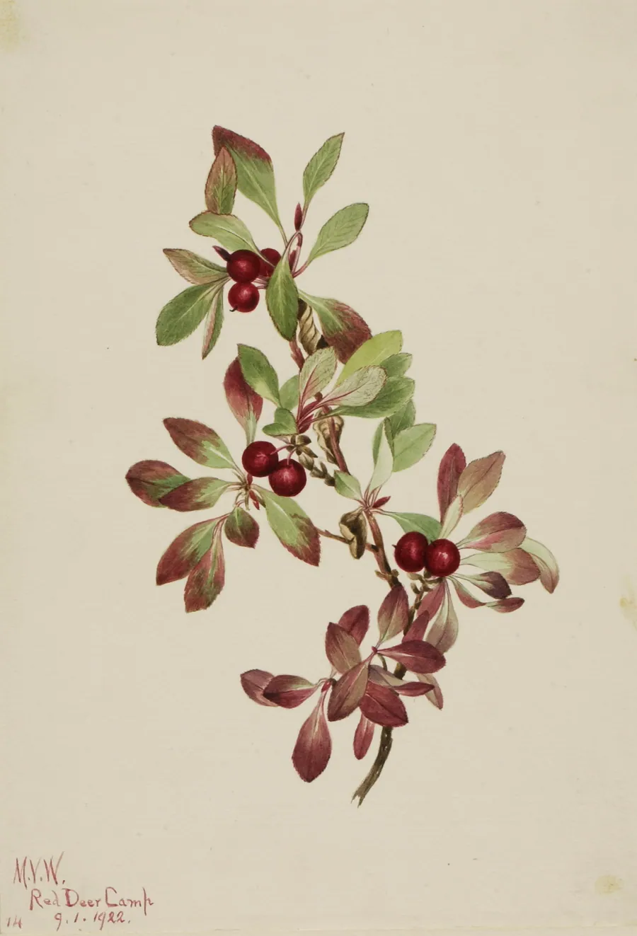 Ptarmiganberry (Arctous alpina) by Mary Vaux Walcott, born Philadelphia, PA 1860-died St. Andrews, New Brunswick, Canada 1940