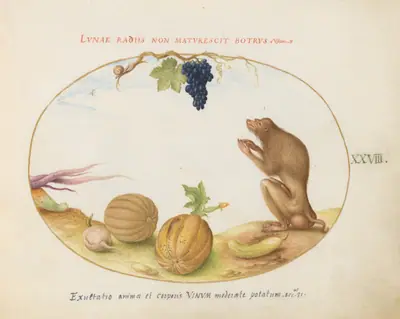 Plate 28: A "Tartarine" (Barbary Macaque?) with Fruit and a Snail