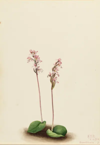 Roundleaf Orchis (Orchis rotundifolia)