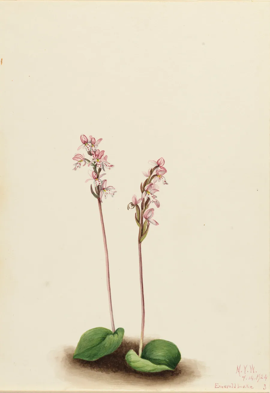 Roundleaf Orchis (Orchis rotundifolia) by Mary Vaux Walcott, born Philadelphia, PA 1860-died St. Andrews, New Brunswick, Canada 1940