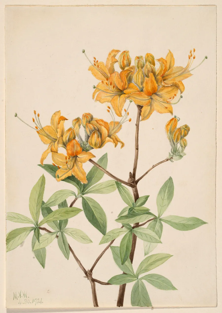 Flame Azalea (Azalea lutea) by Mary Vaux Walcott, born Philadelphia, PA 1860-died St. Andrews, New Brunswick, Canada 1940