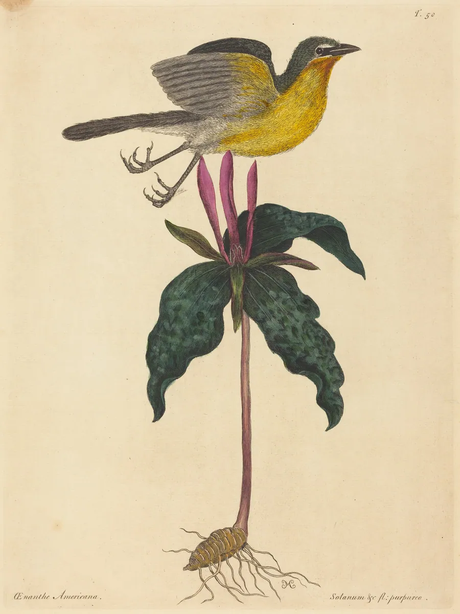 The Yellow-breasted Chat by Mark Catesby