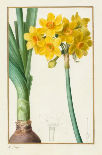 Polyanthus or Cluster Narcissus (Botanical: Narcissus tazetta)