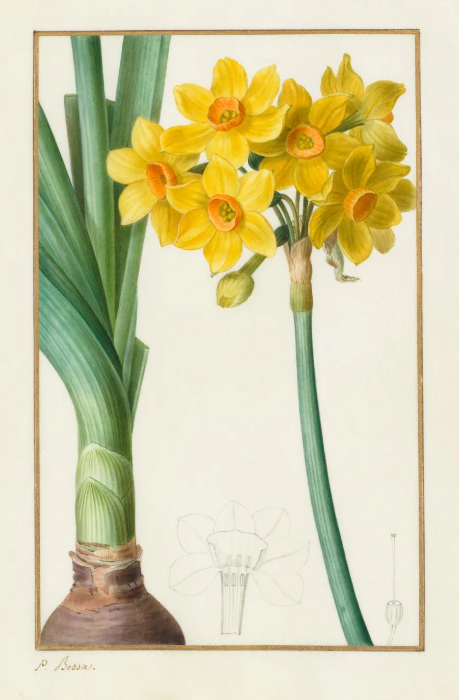 Polyanthus or Cluster Narcissus (Botanical: Narcissus tazetta) by Pancrace Bessa