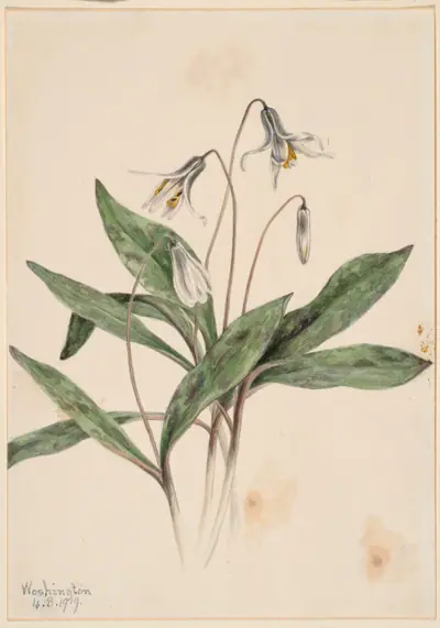 White Troutlily (Erythronium albidum)
