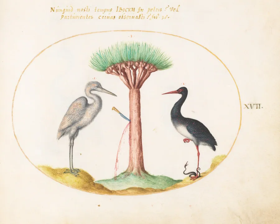 Plate 17: White Heron(?) and Black Stork Killing a Snake with a Dragon's Blood Tree by Joris Hoefnagel