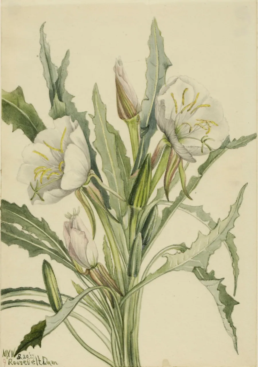 Evening Primrose (Pachyoplus hirsutus) by Mary Vaux Walcott, born Philadelphia, PA 1860-died St. Andrews, New Brunswick, Canada 1940