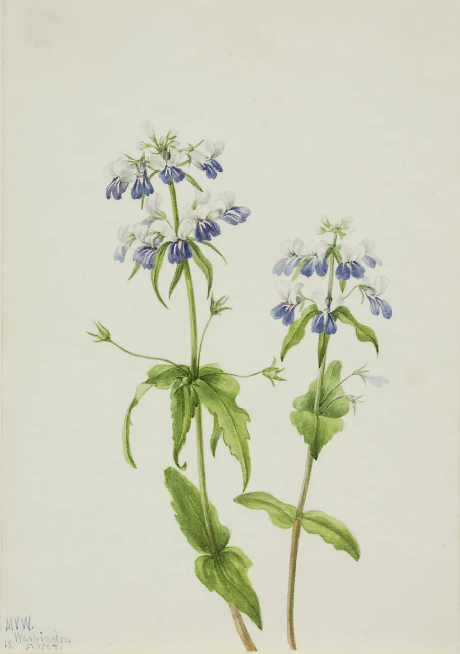 Blue-Eyed Mary (Collinsia verna) by Mary Vaux Walcott, born Philadelphia, PA 1860-died St. Andrews, New Brunswick, Canada 1940