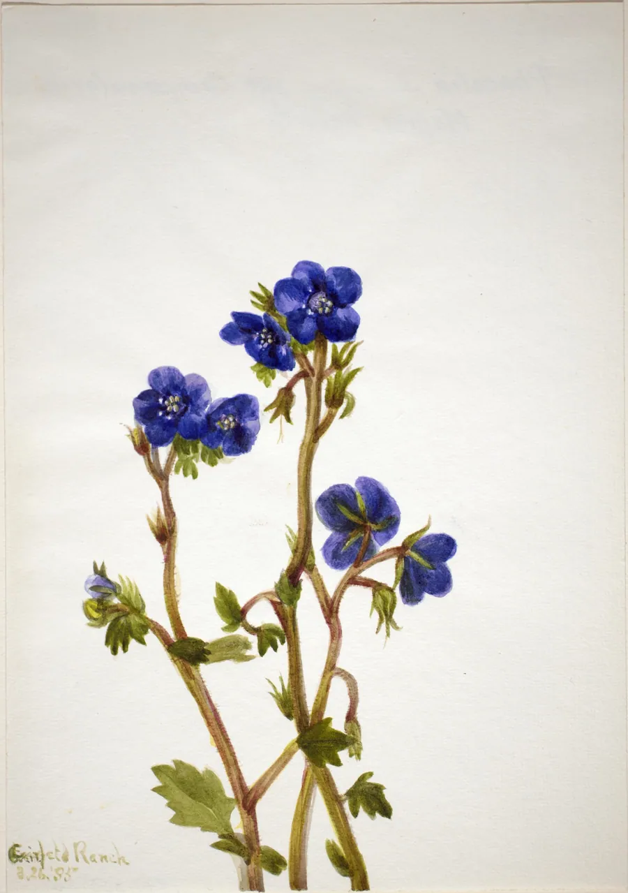Phacelia (Phacelia parryi) by Mary Vaux Walcott, born Philadelphia, PA 1860-died St. Andrews, New Brunswick, Canada 1940